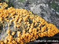 Badhamia utricularis-amf266